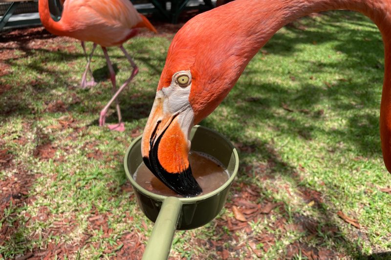 Feeding flamingos at Lion Country Safari.