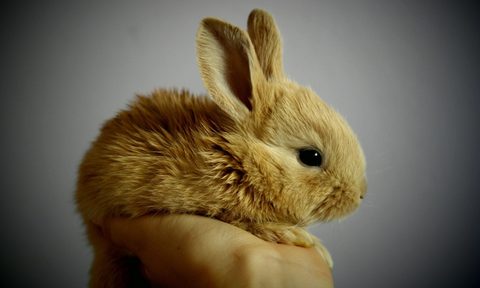 rabbit bunny