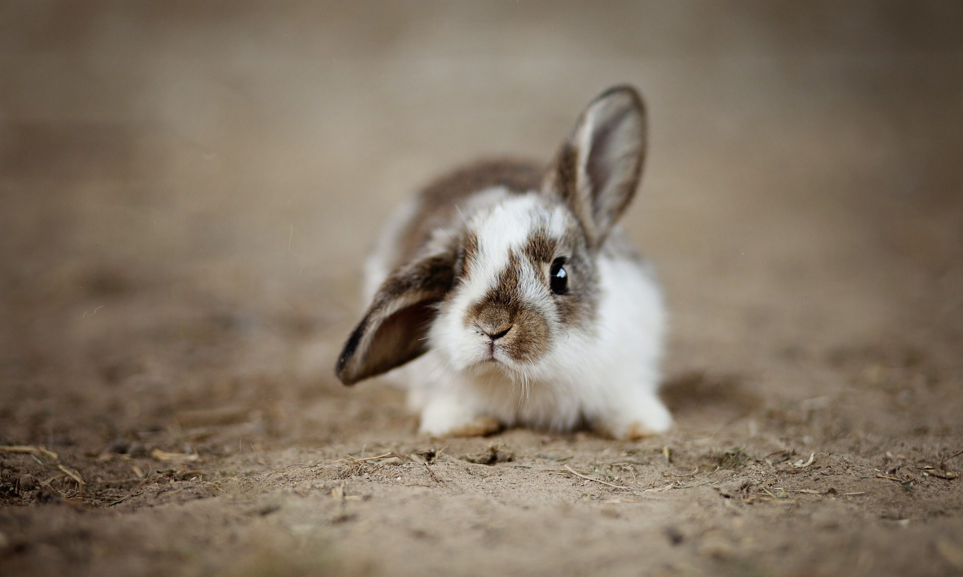 rabbit bunny Fee Loona Pixabay