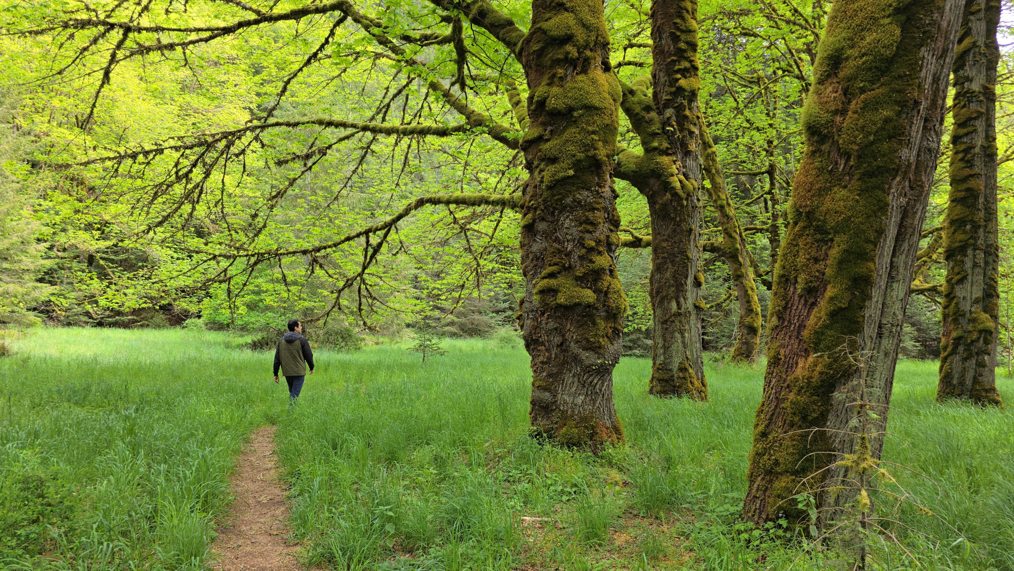 A man walking in the rainforest