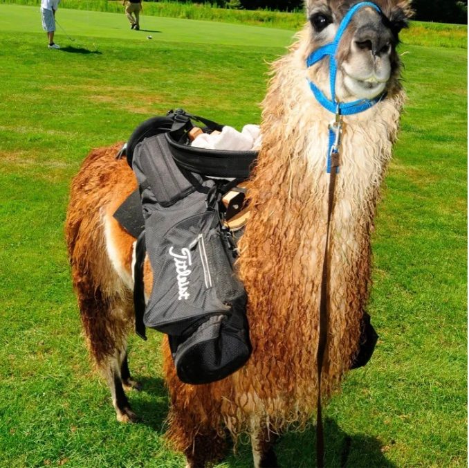 Llama golf