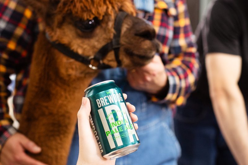 BrewDog IPA.