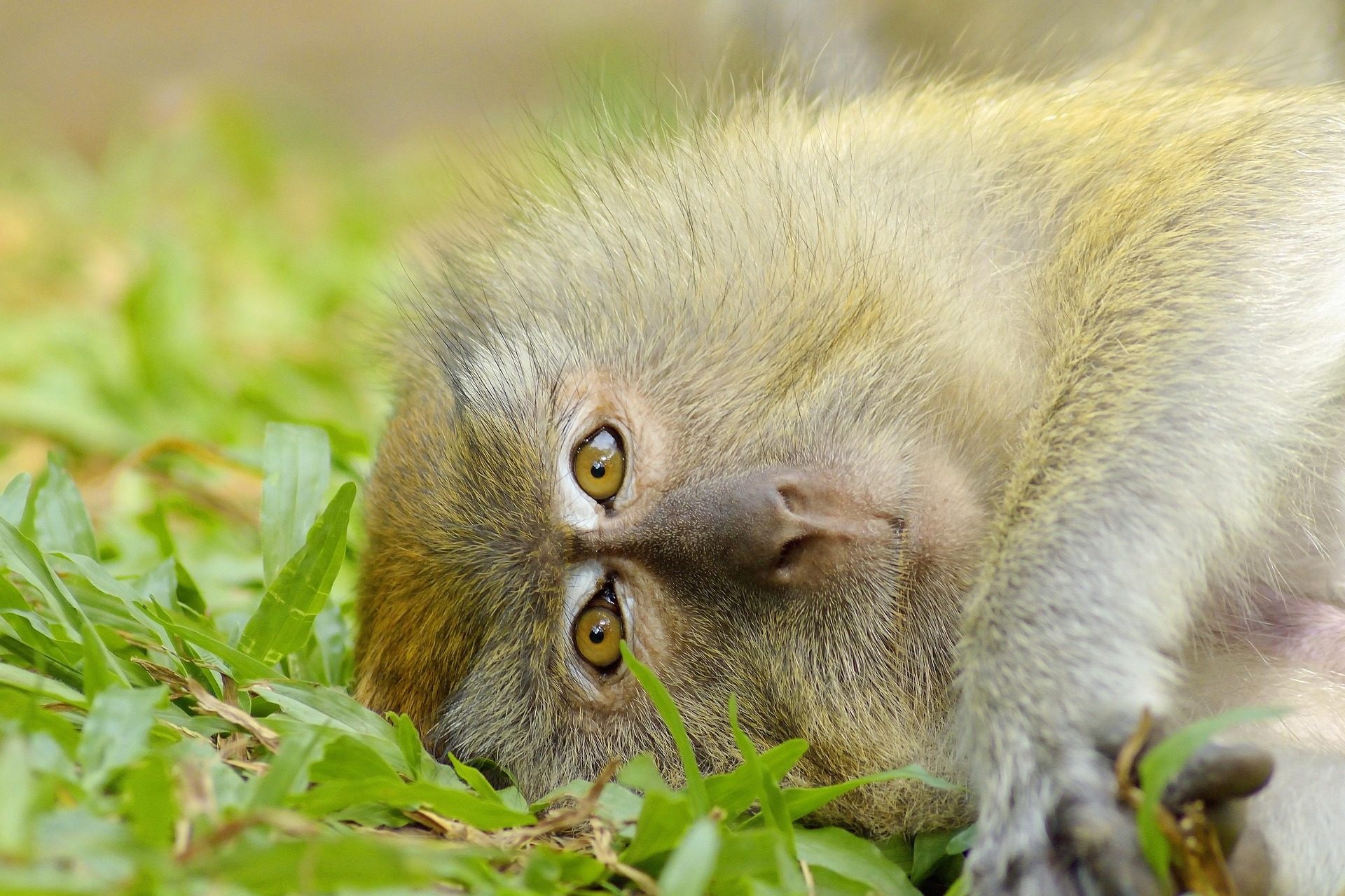 Monkey in Thailand