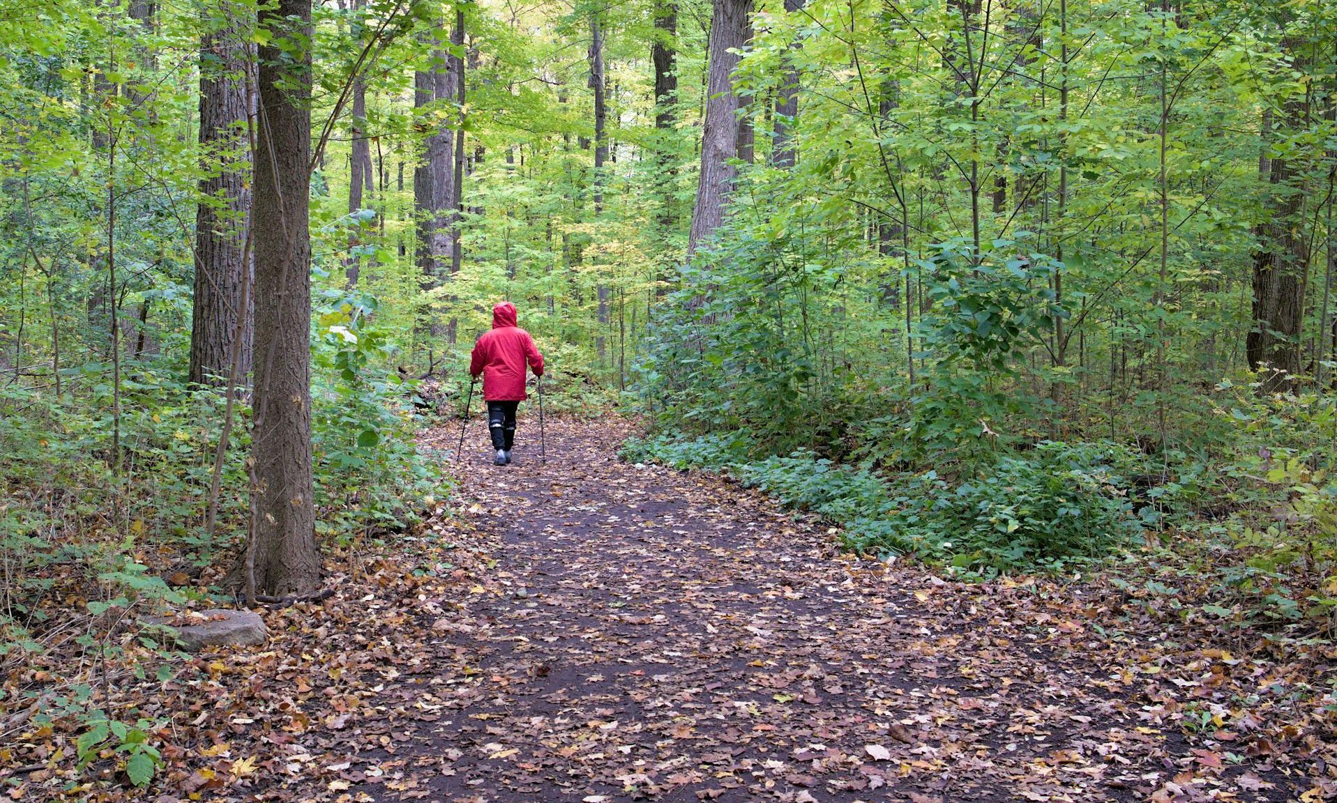 nordic walking poles
