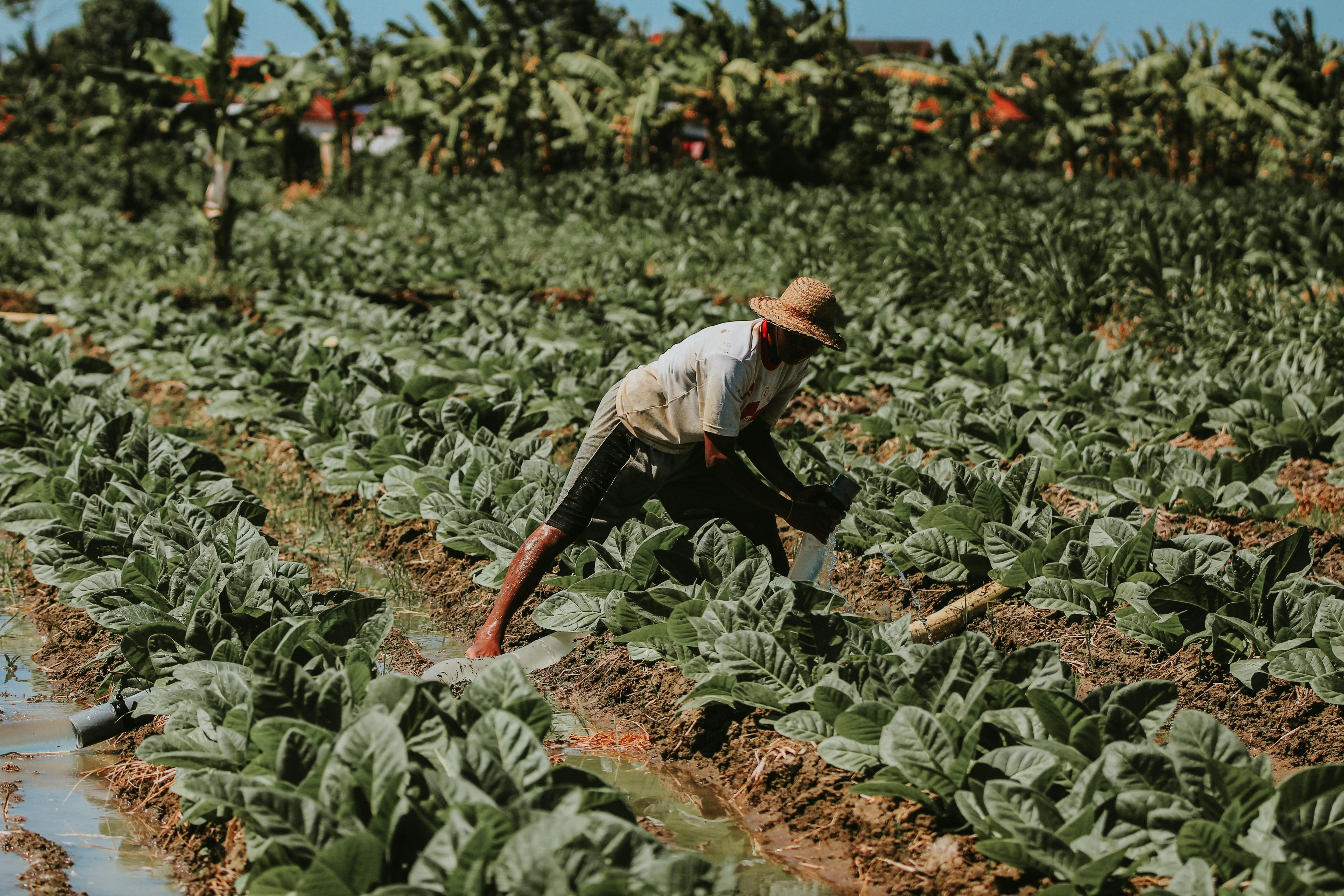 a traditional tobacco farmer in the field