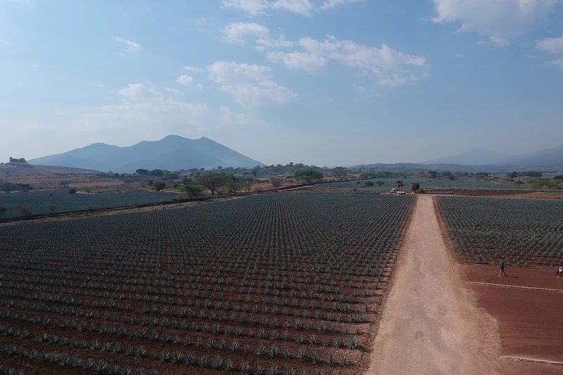 El Tequileno agave fields.
