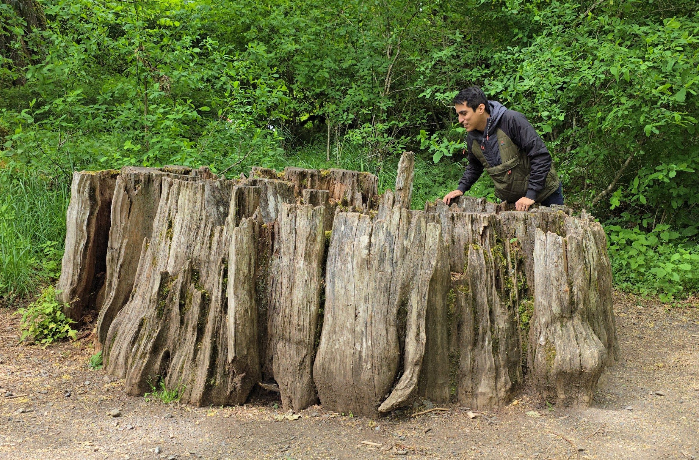 a guy looking into a tree