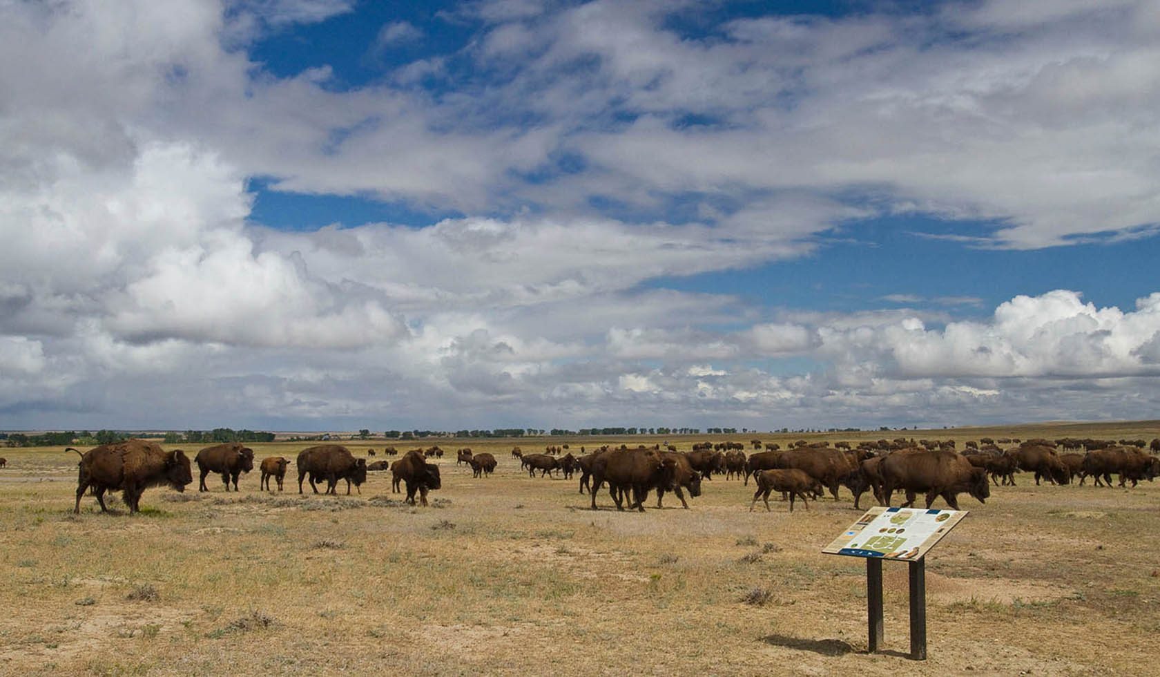 American Prairie