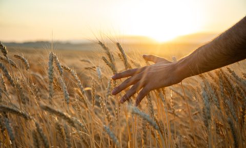 man touching barley ears
