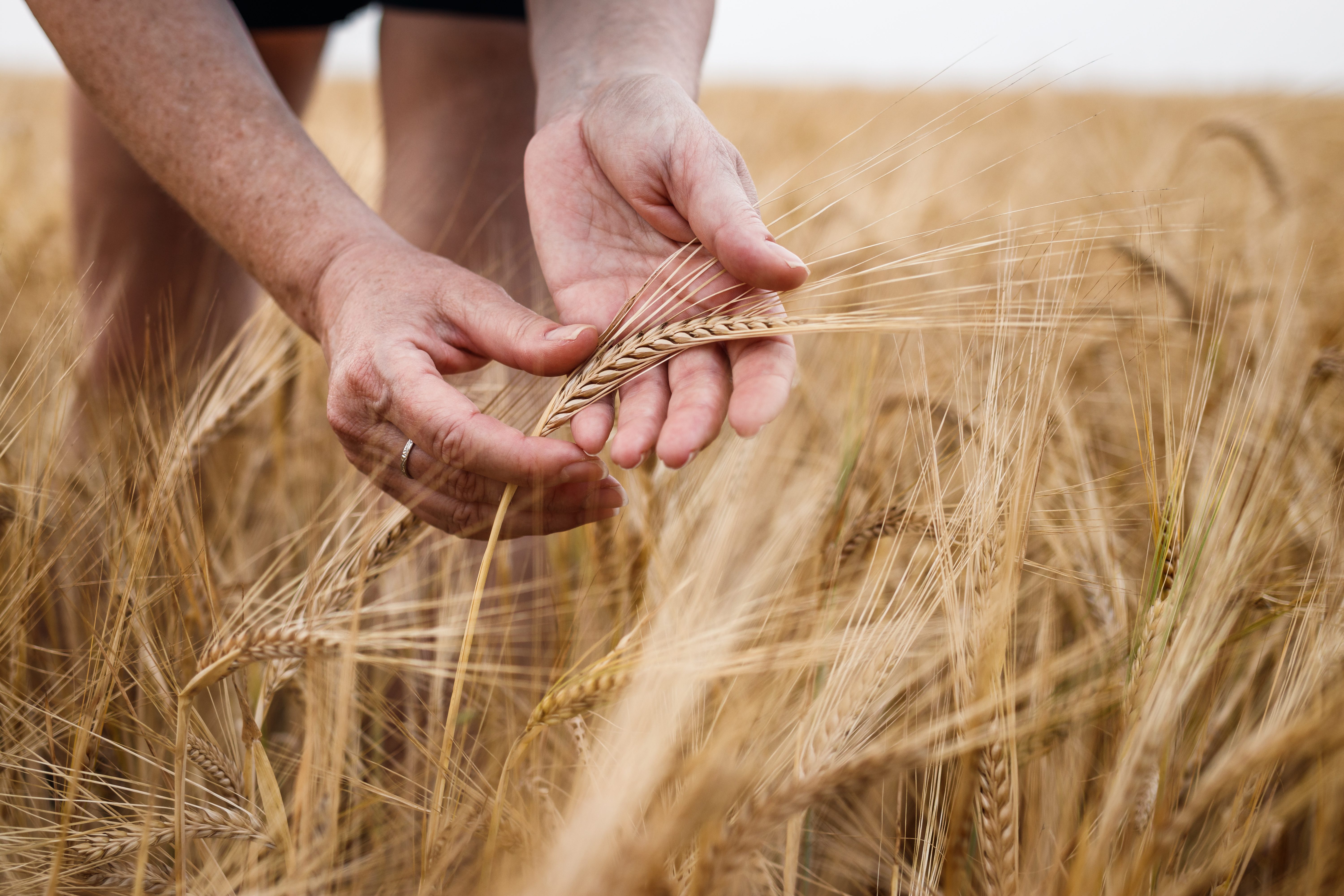 Farmer inspecting agricultural field and control quality of barley crop before harvesting. Female hand touching barley
