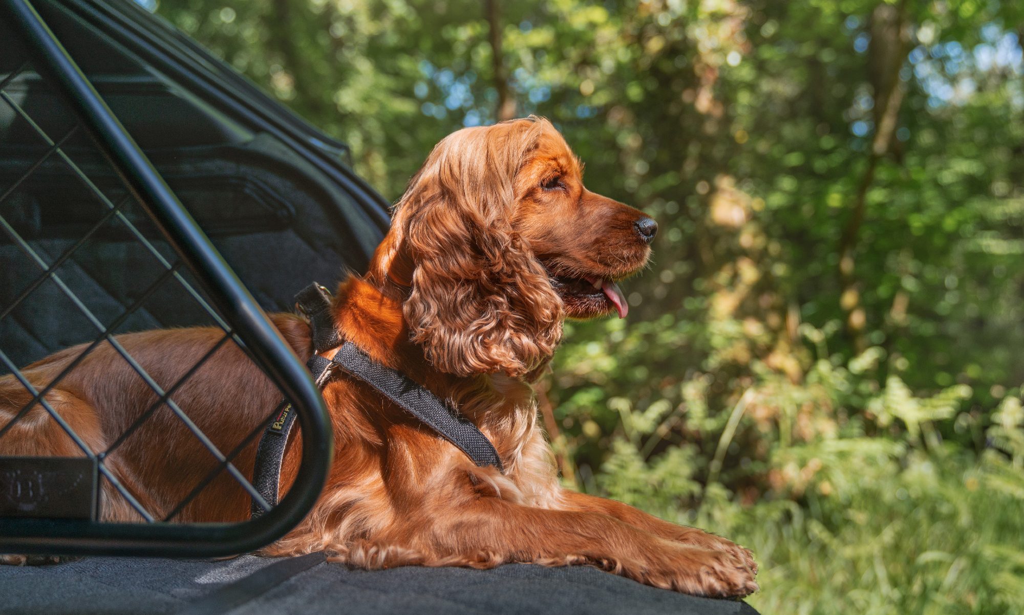 Bentley Bentayga pet accessory line dog guard and luggage protector with one dog.