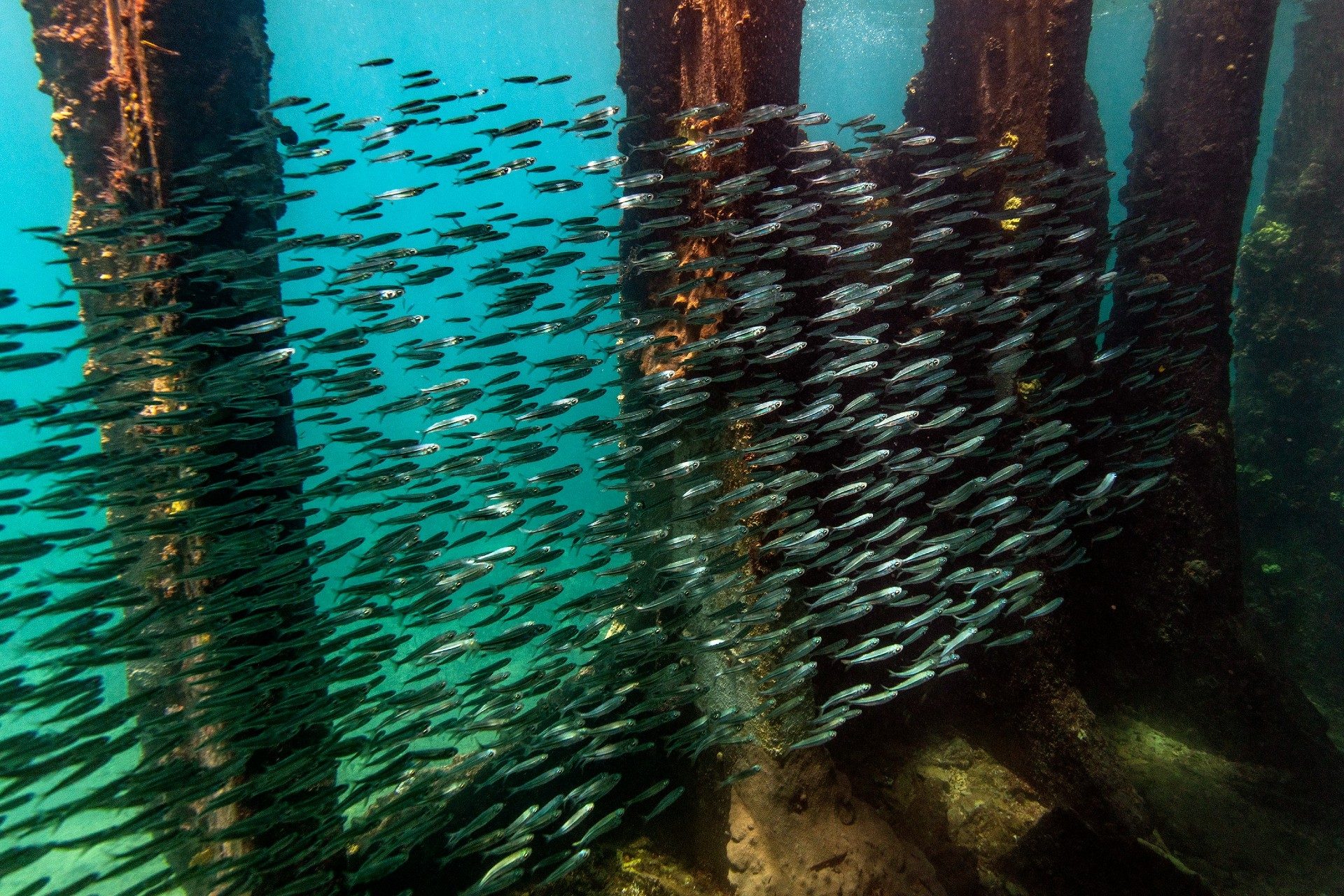 Bimini fish