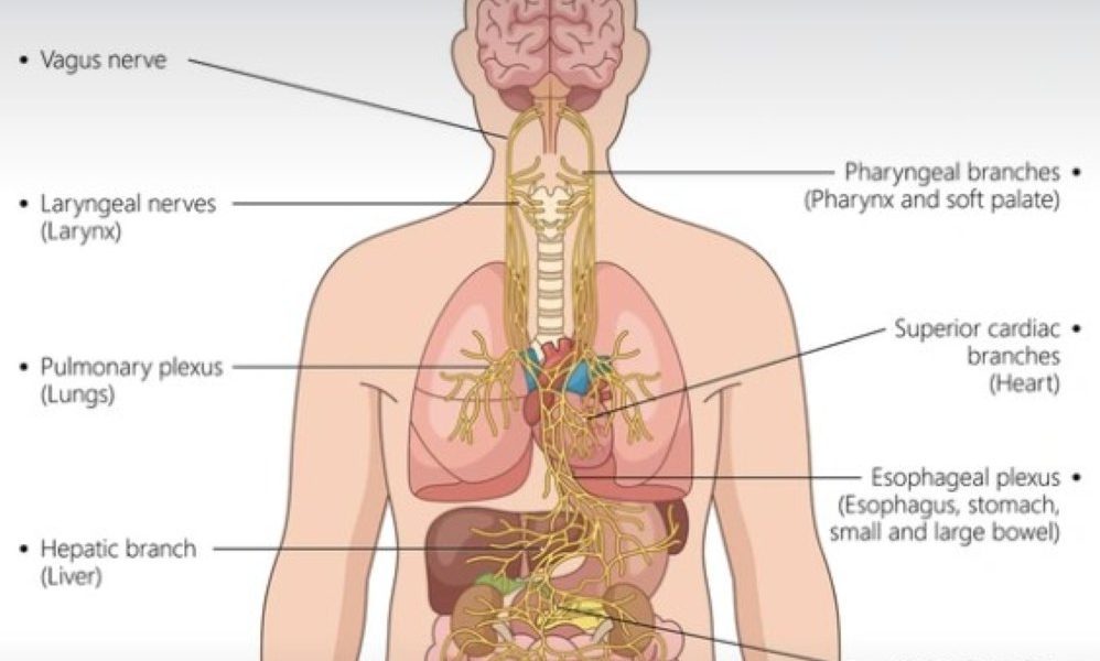 Shutterstock Vagus nerve