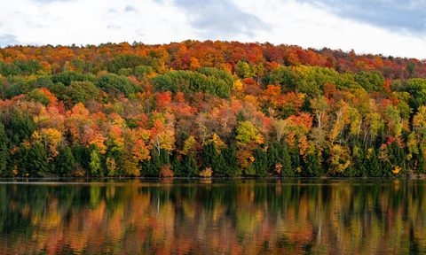 Vermont foliage