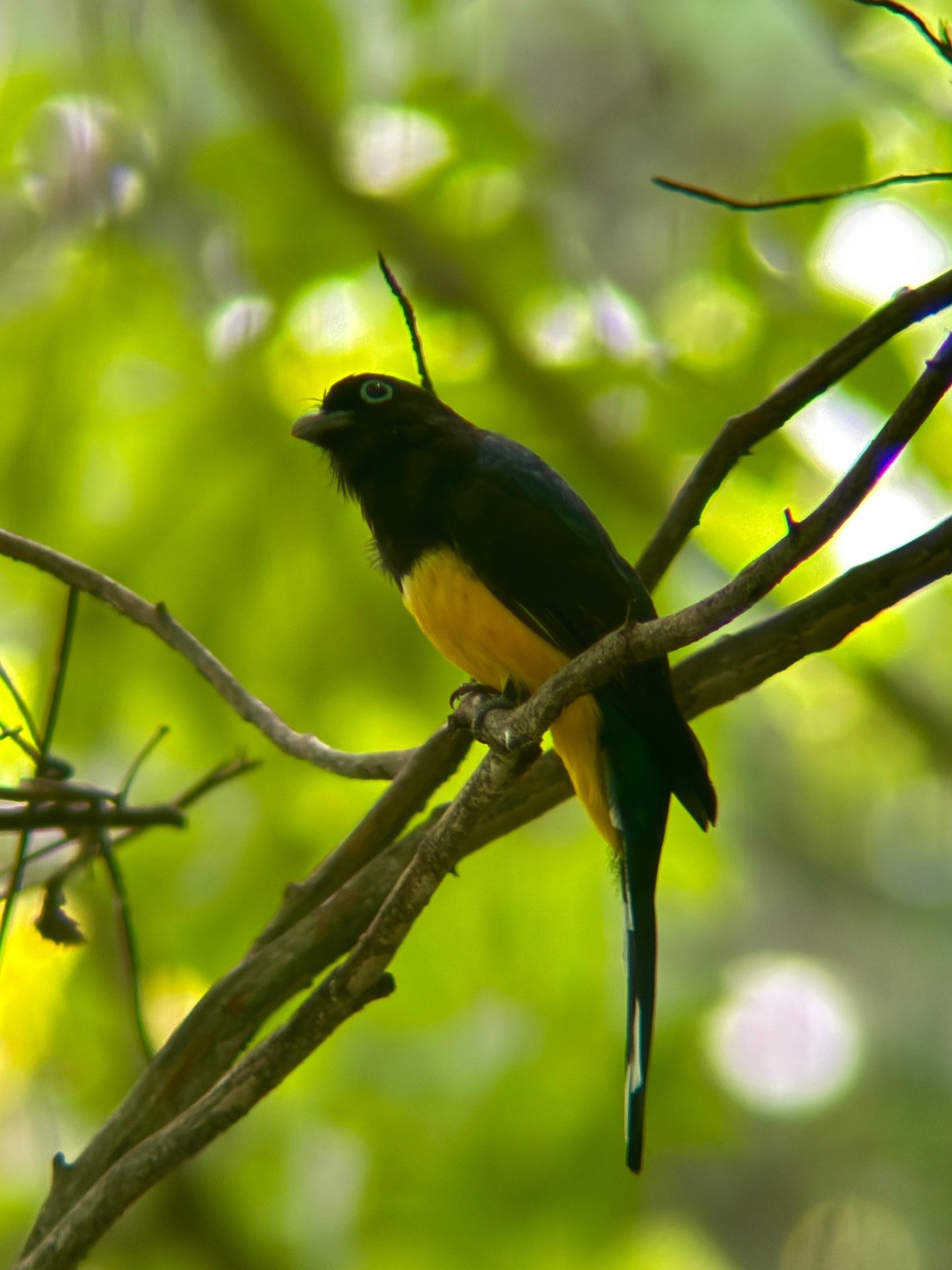 Black-headed trogon