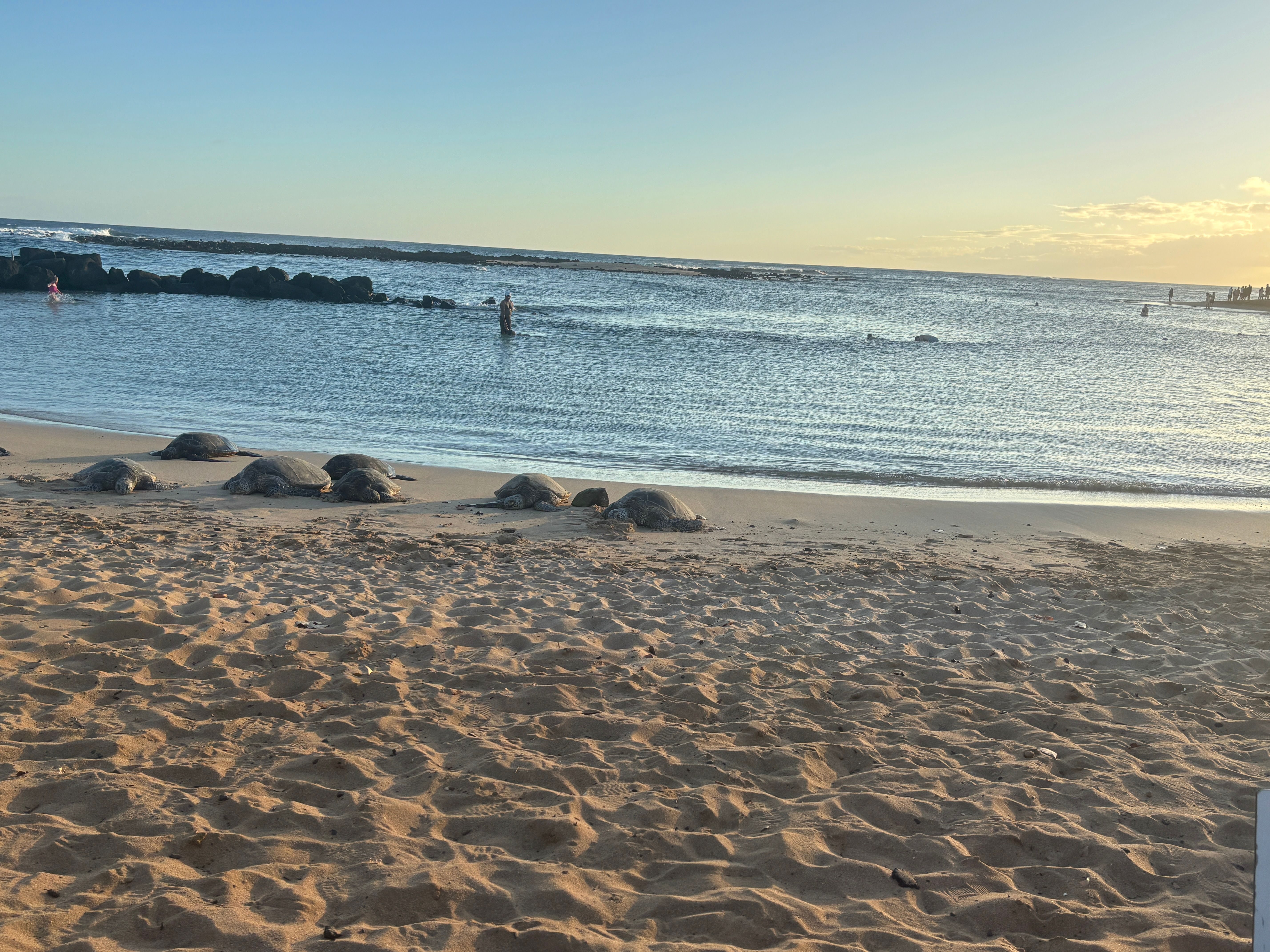 turtles in Kauai