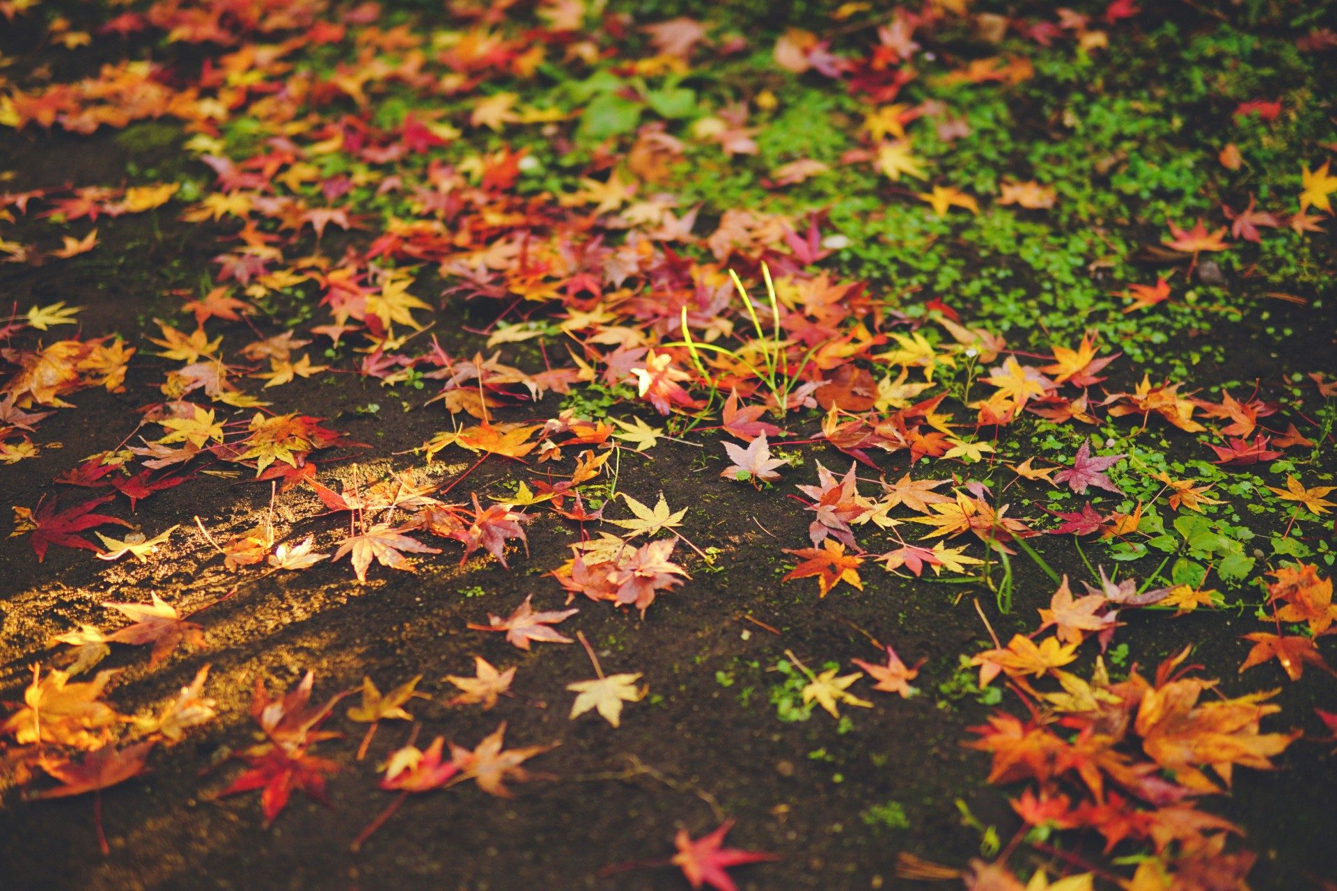 fall foliage