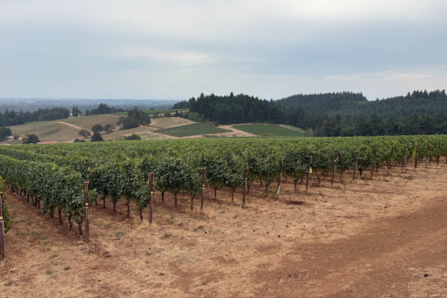 Seven Springs Vineyard.