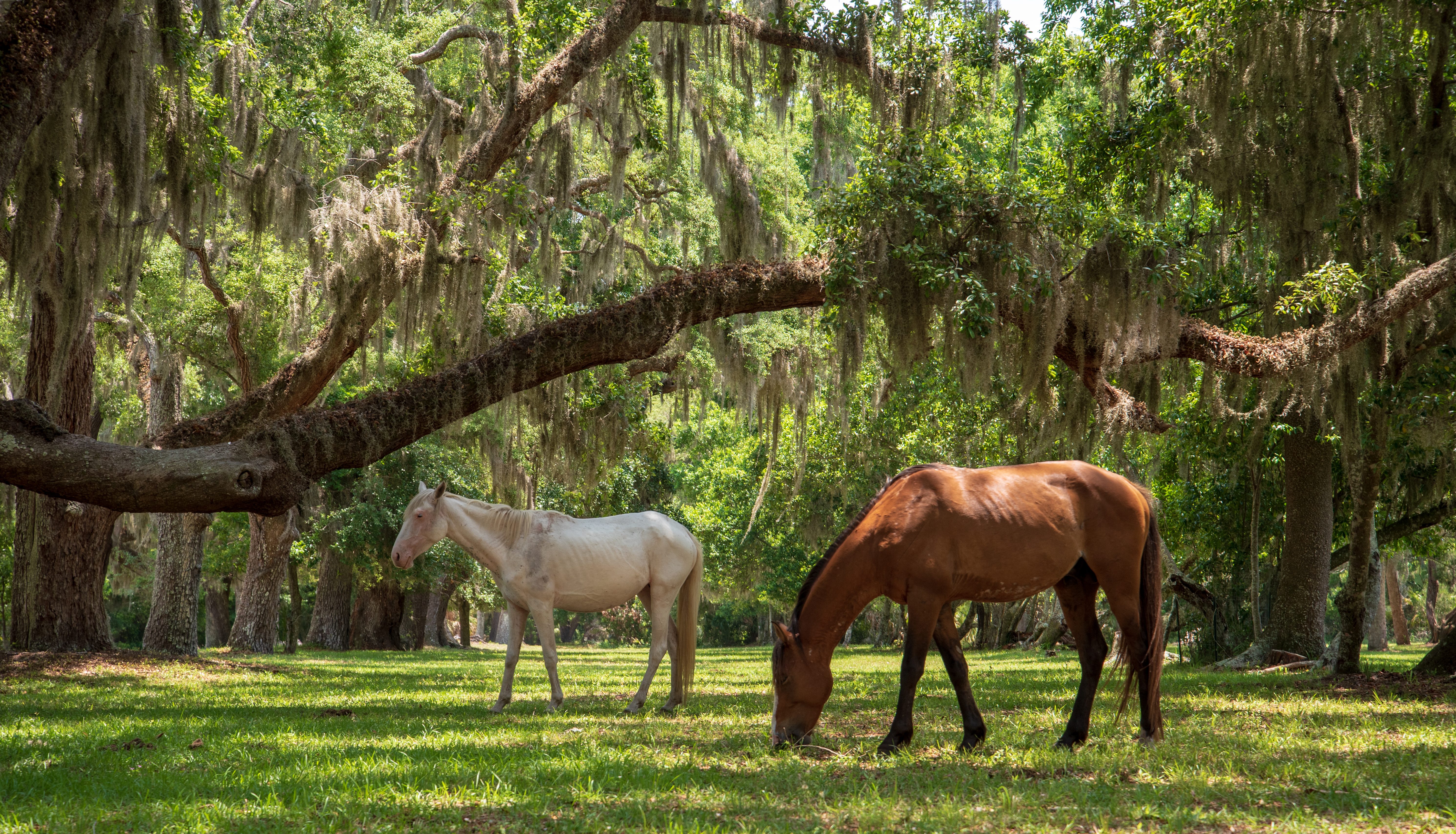 Cumberland Island