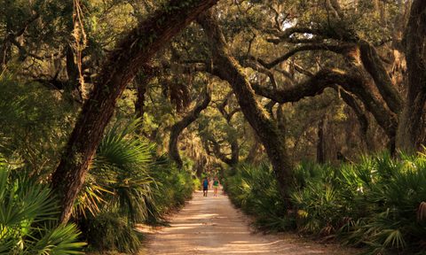 Cumberland Island National Seashore