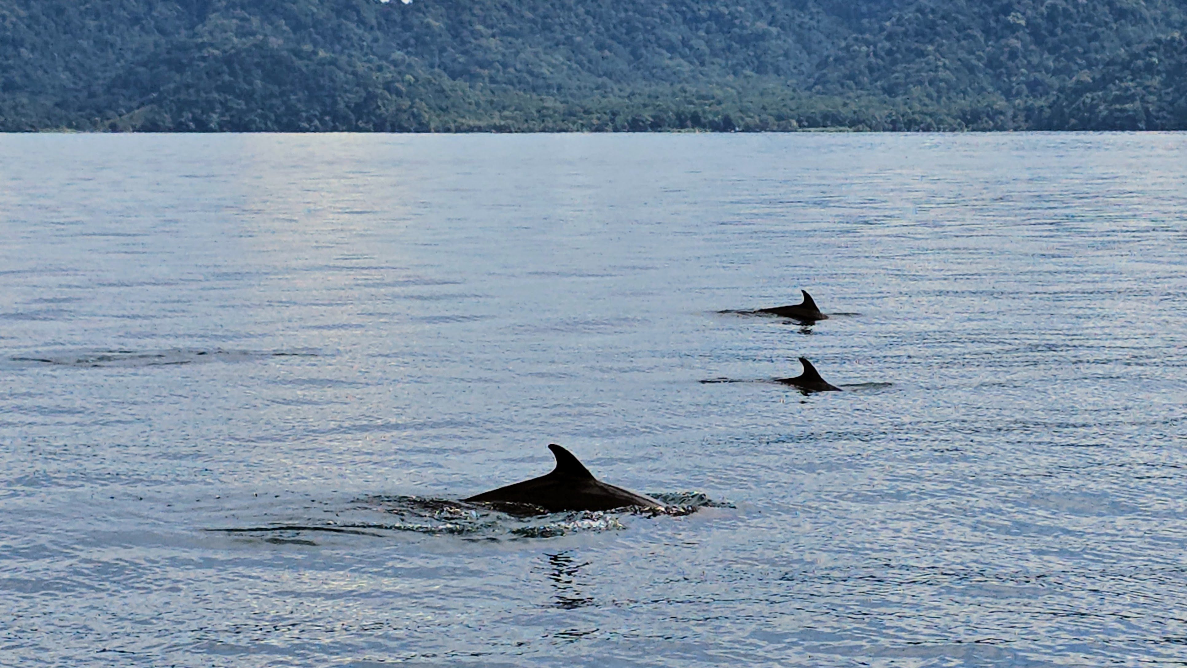 Dolphins swimming across the Golfito Bay