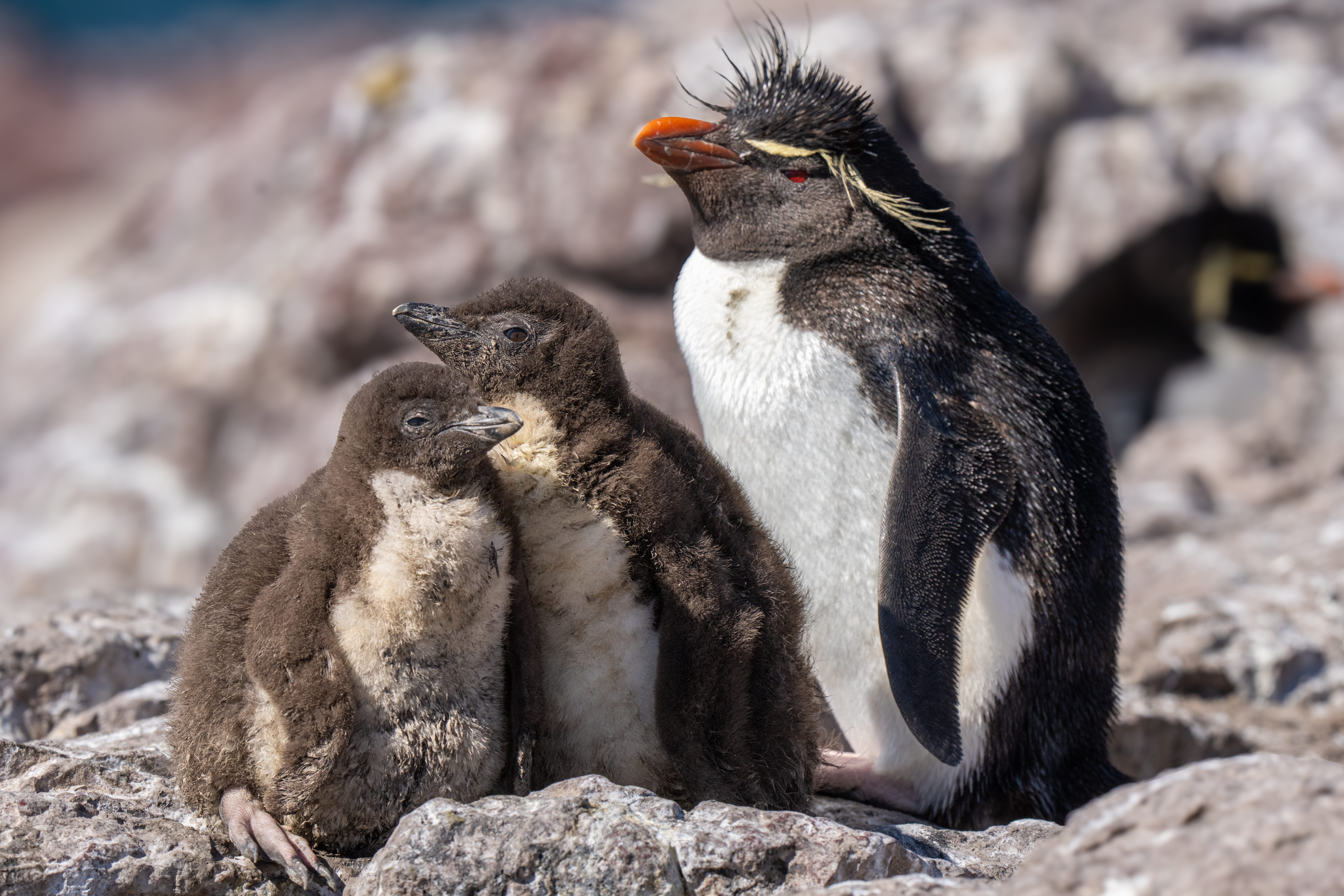 Rockhopper penguins