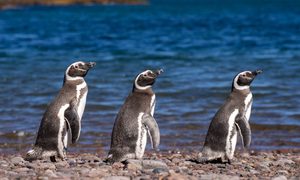 penguins