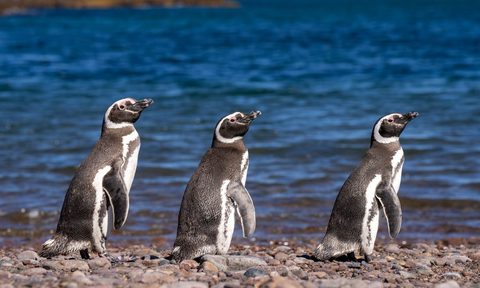 penguins