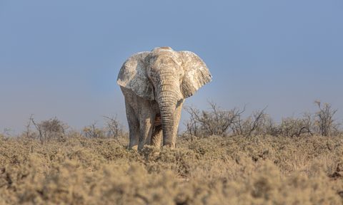 Africa