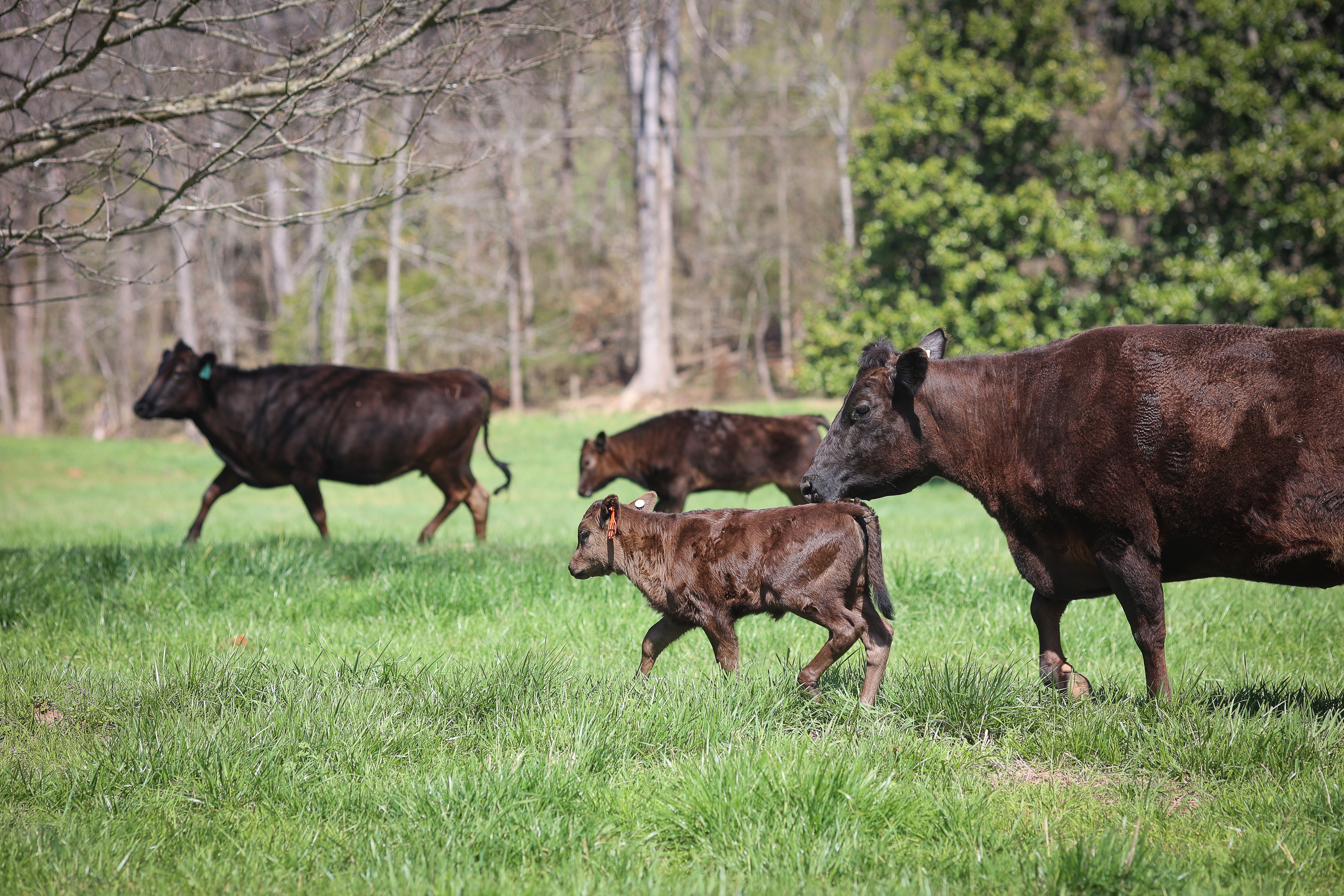 Caroland Farms cows running