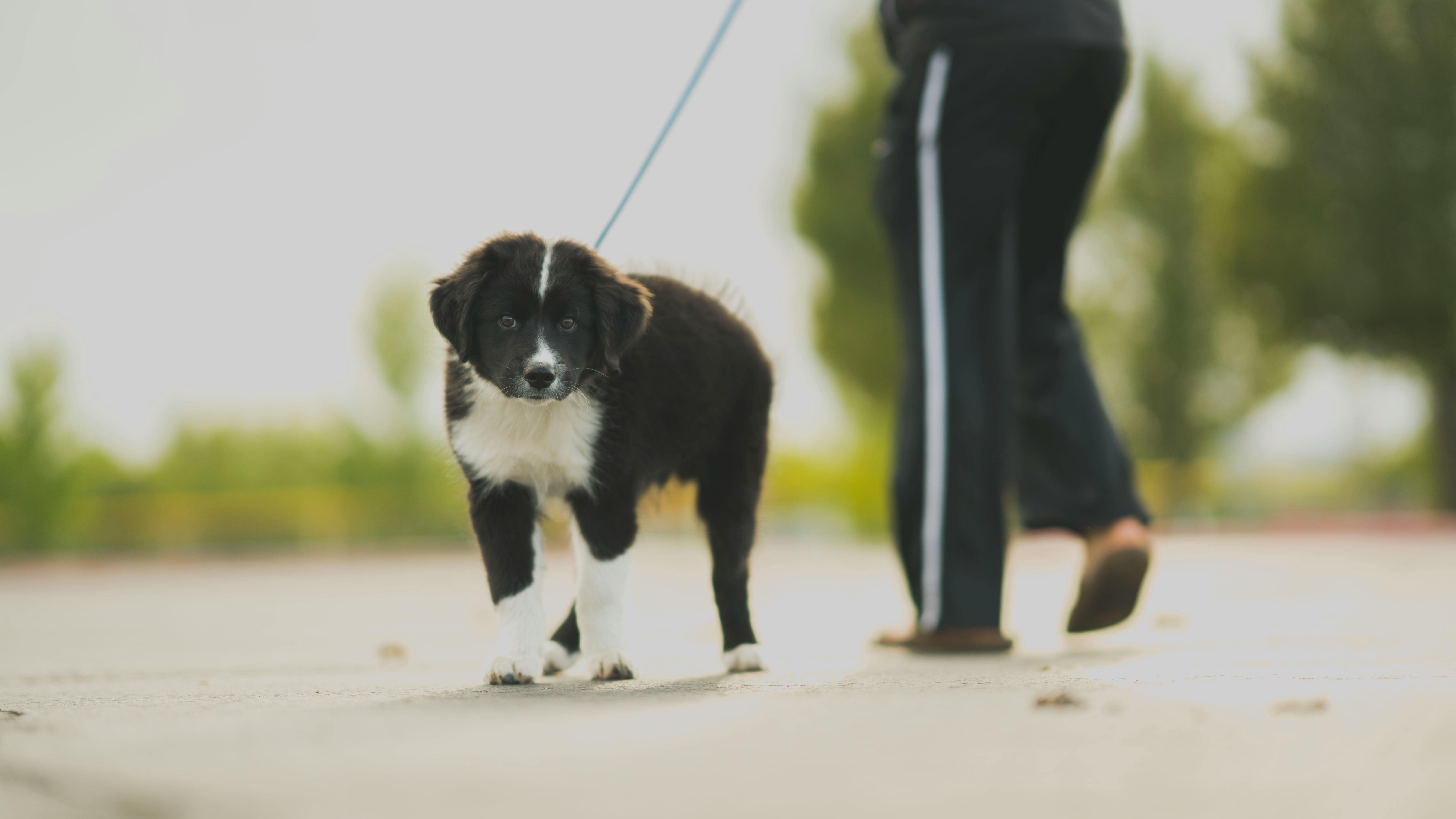 walking the dog