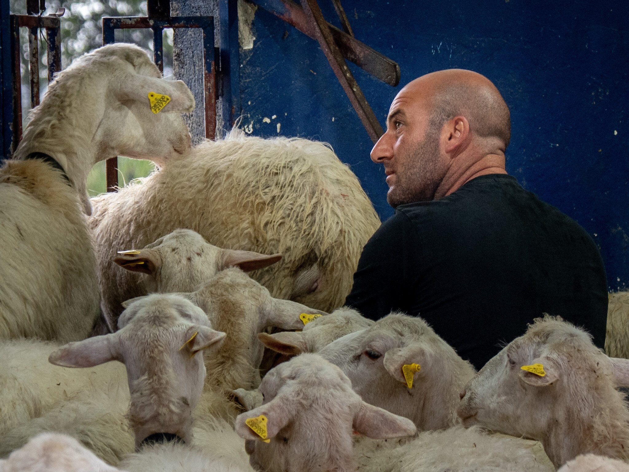 Goats at Anna Tasca Lanza