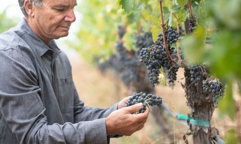 Mark Neal with grapes.