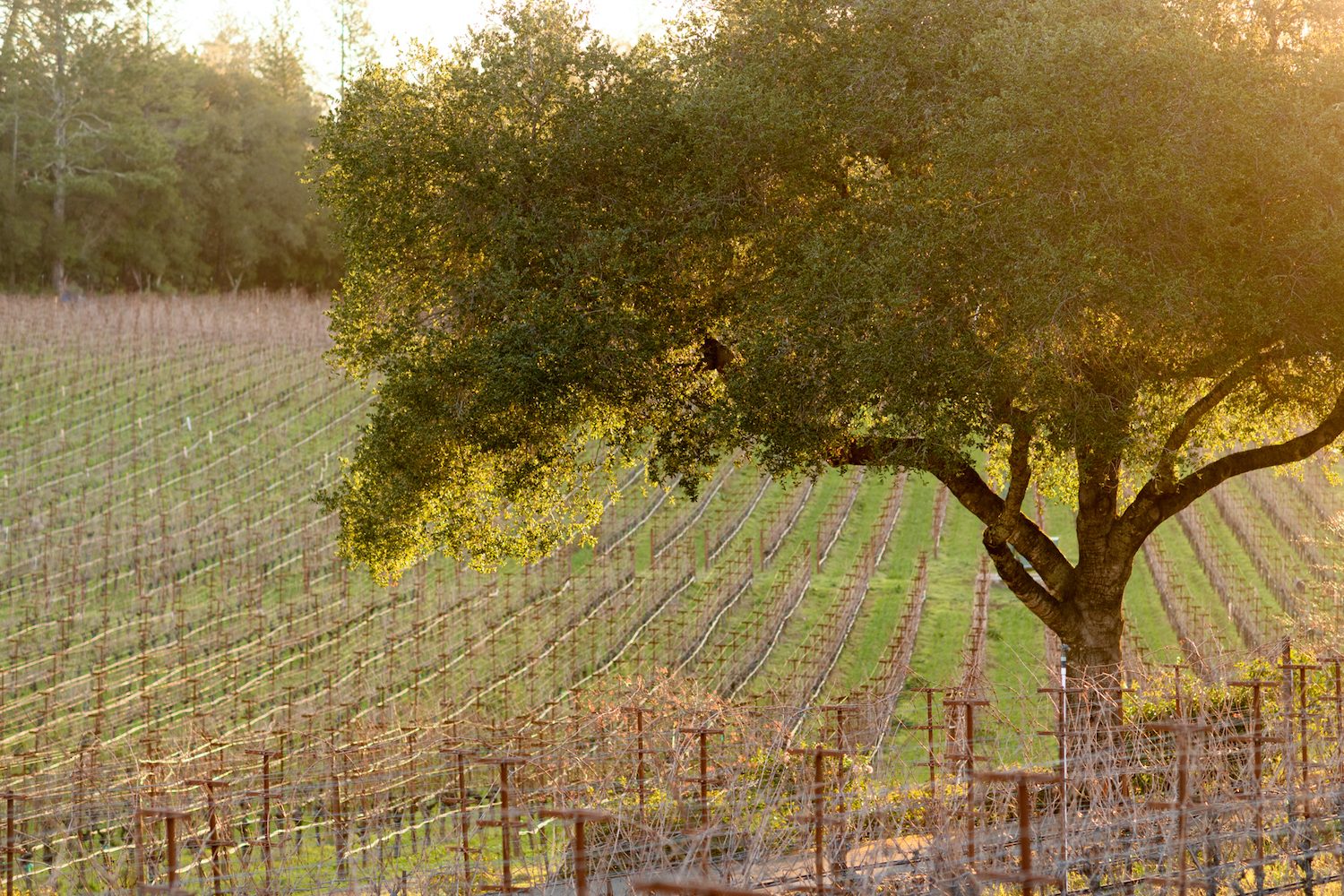 Neal Family Vineyards landscape.