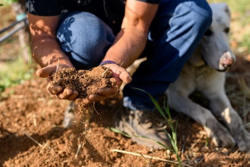 Neal Family Vineyards soil.