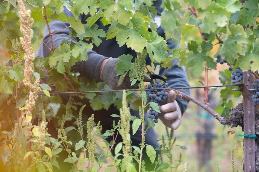 Neal Family Vineyard worker.