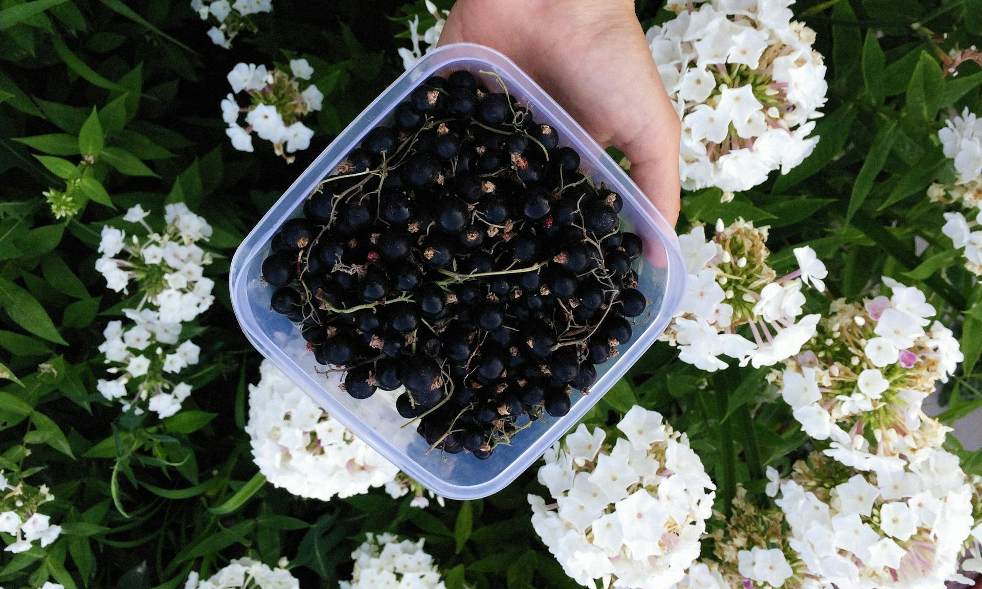 plastic tub of blackcurrants picked fresh