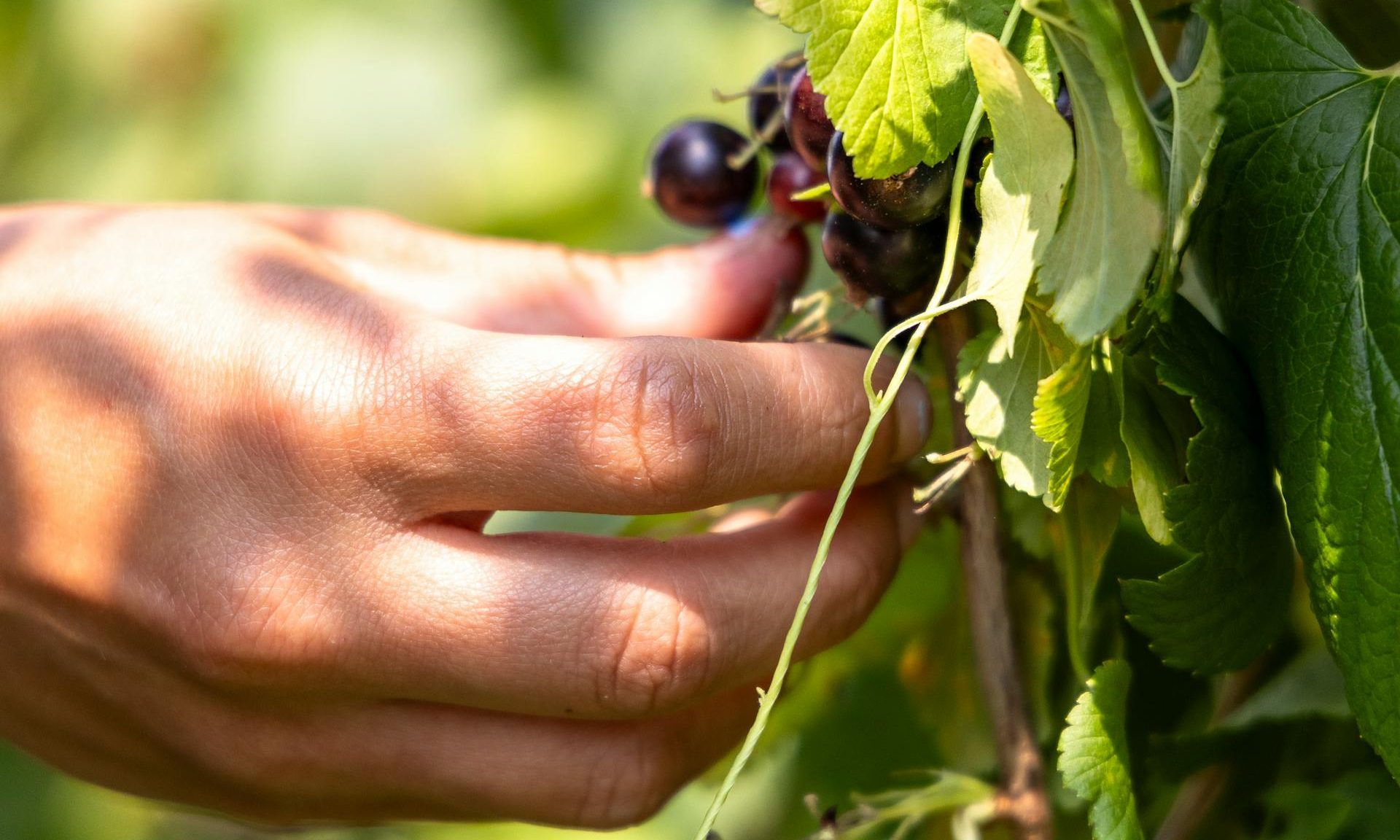 blackcurrants fruit berries on shrubs outside