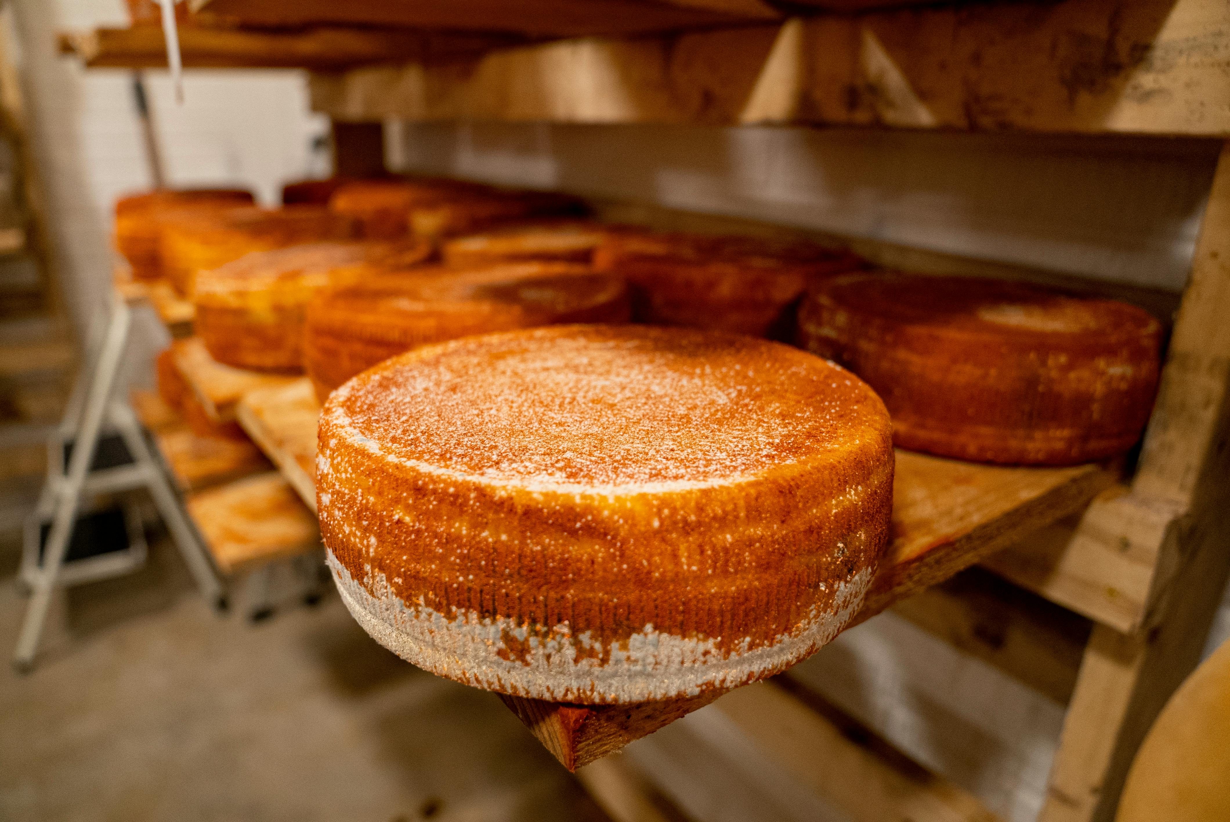 aged gouda