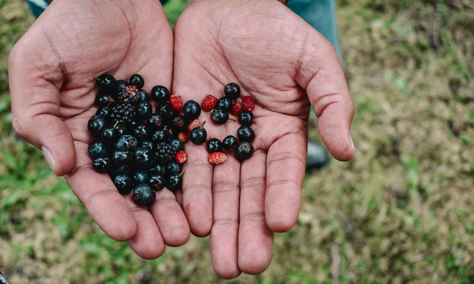 man hands holding berries blackcurrants blackberries