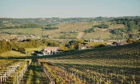 Torre Zambra vineyard.