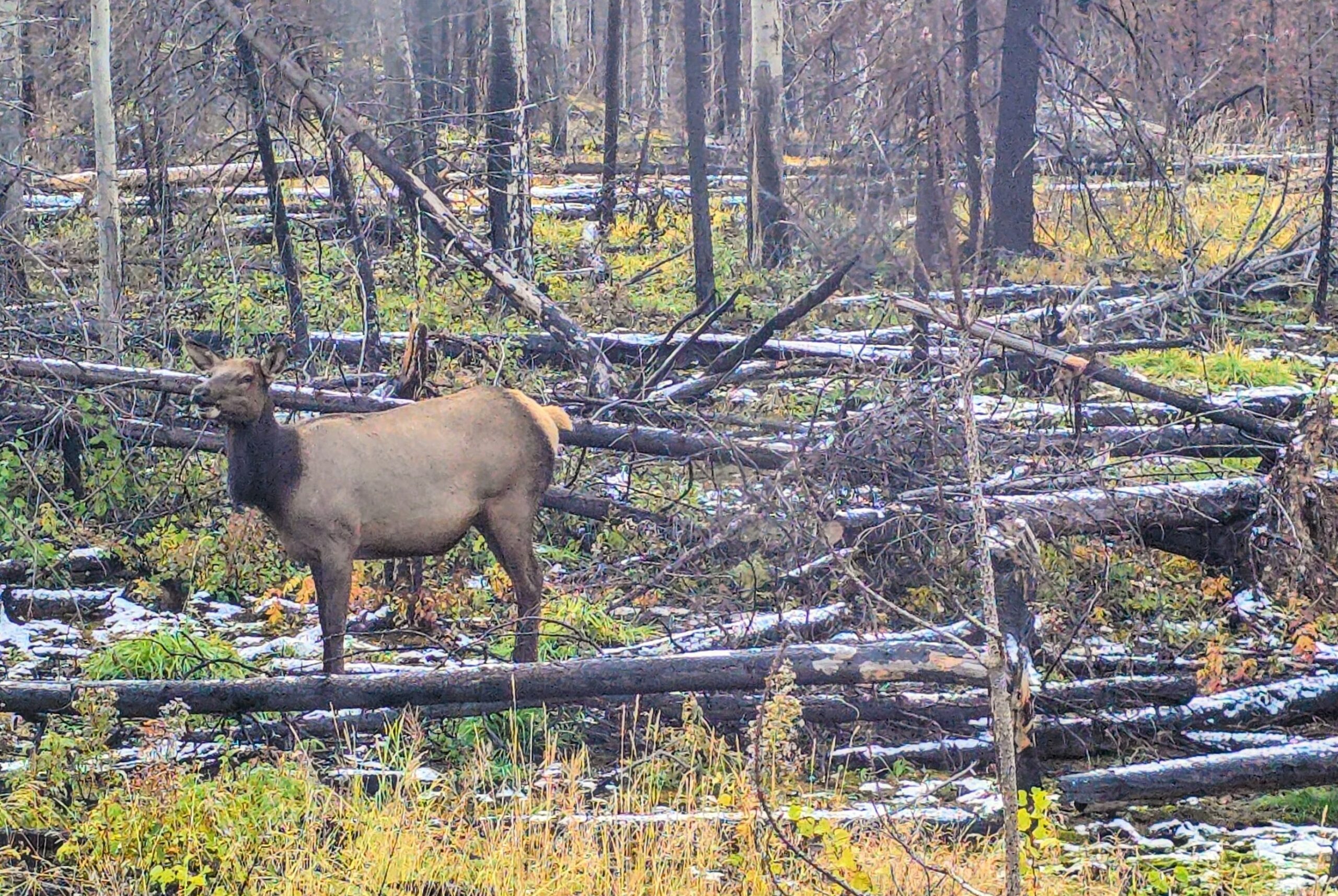 Animal, Deer, Mammal