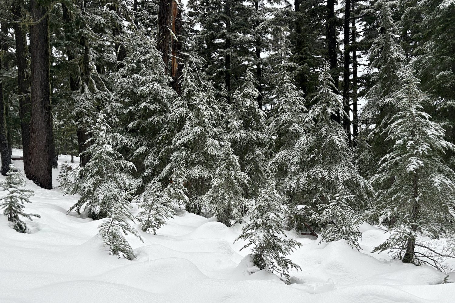 Mt. Bachelor snow.