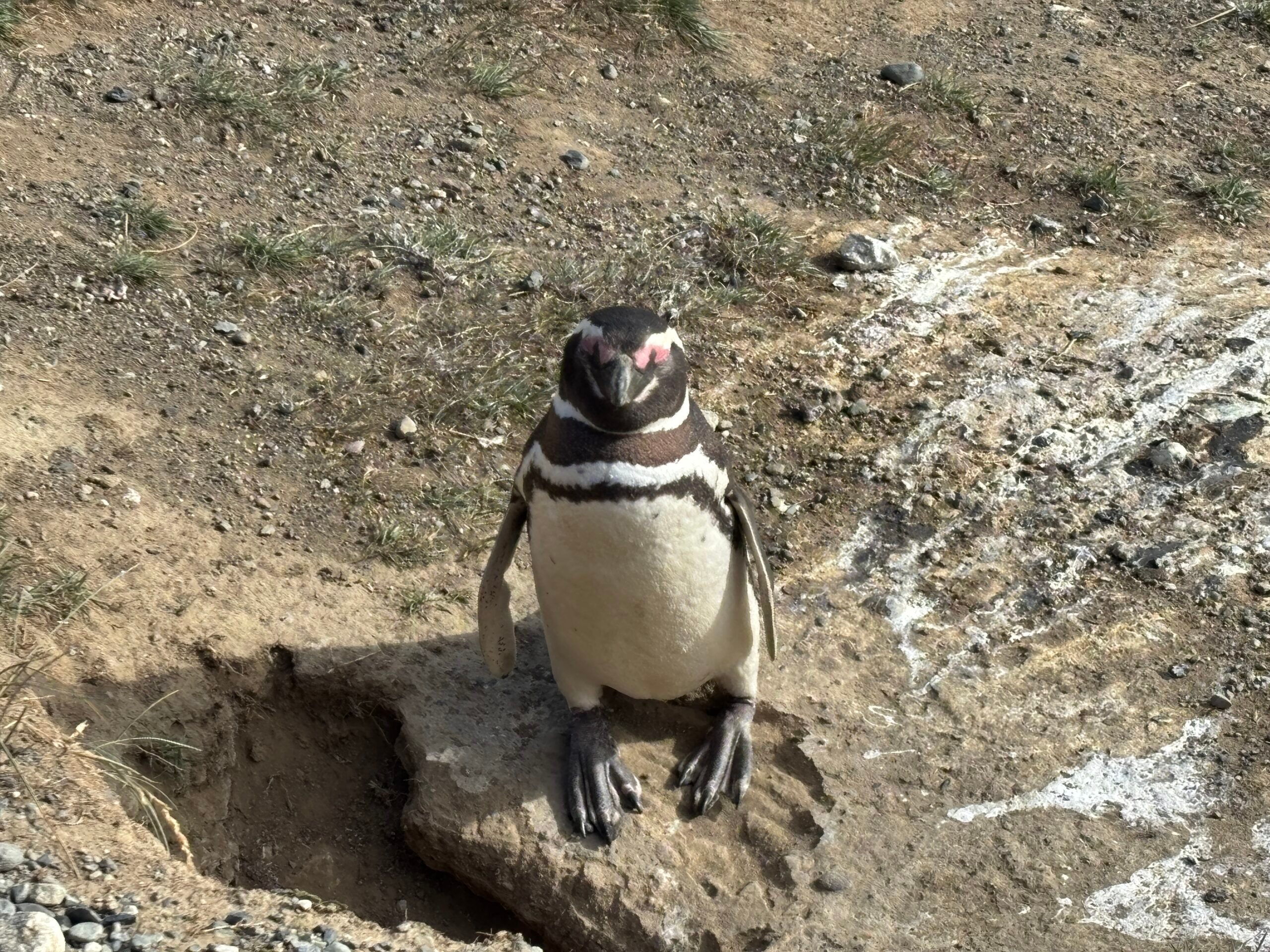 PENGUIN