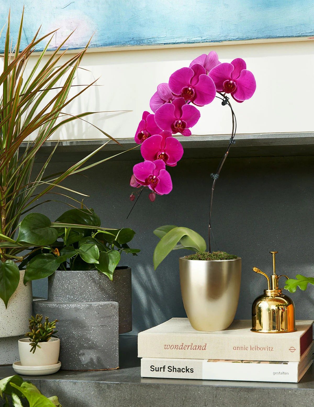 Plant, Potted Plant, Flower