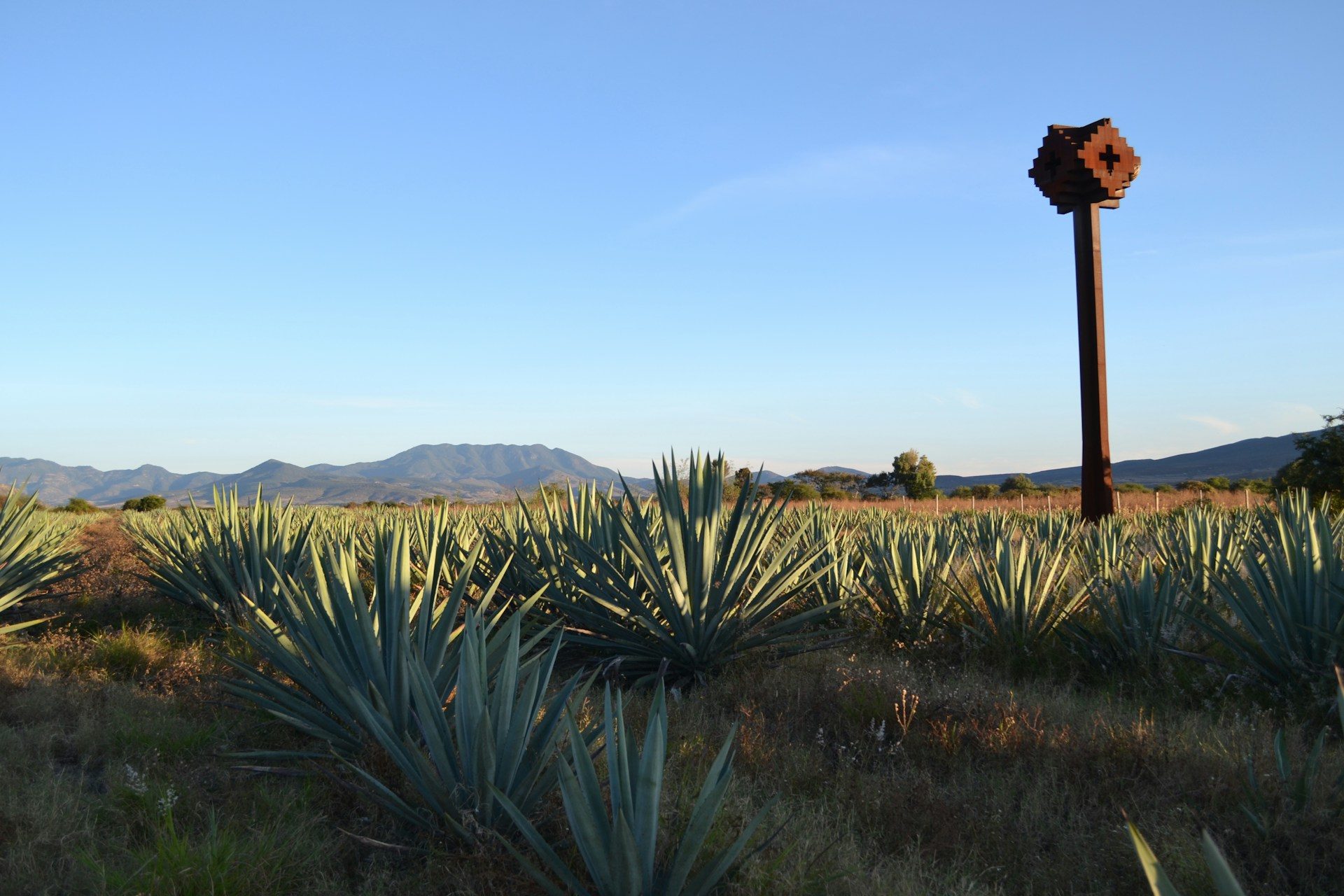 agave