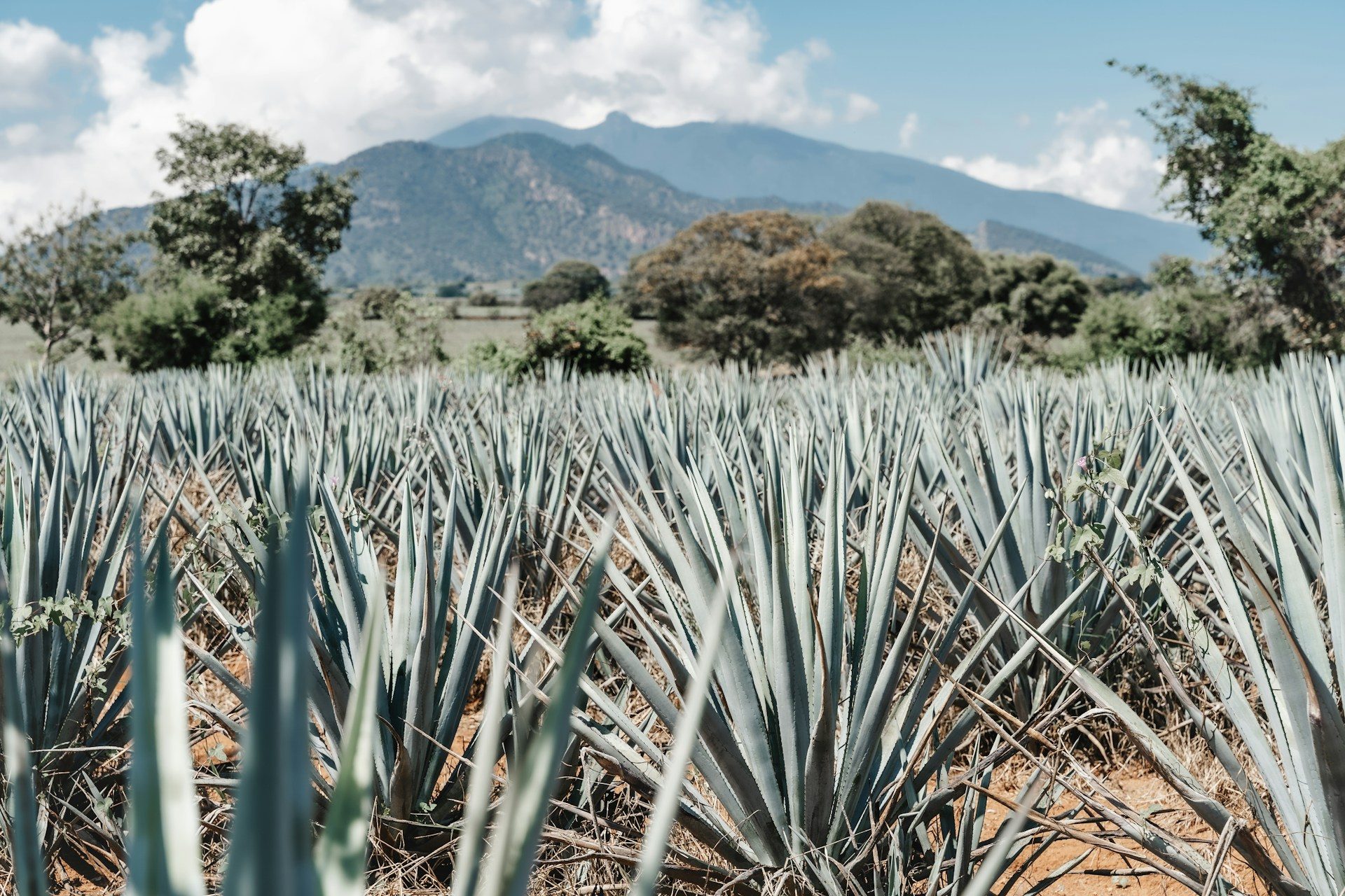 Tequila