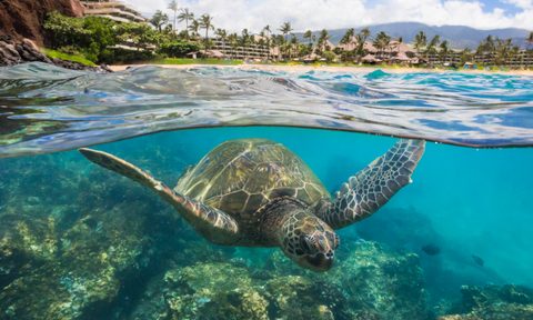 Honu in Maui.