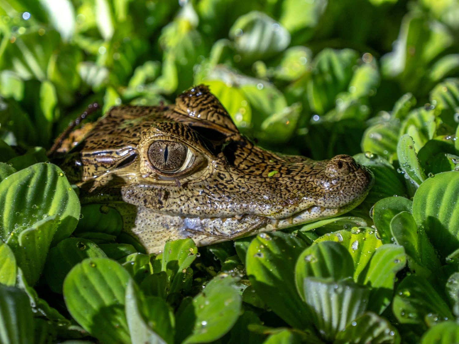 Animal, Lizard, Reptile
