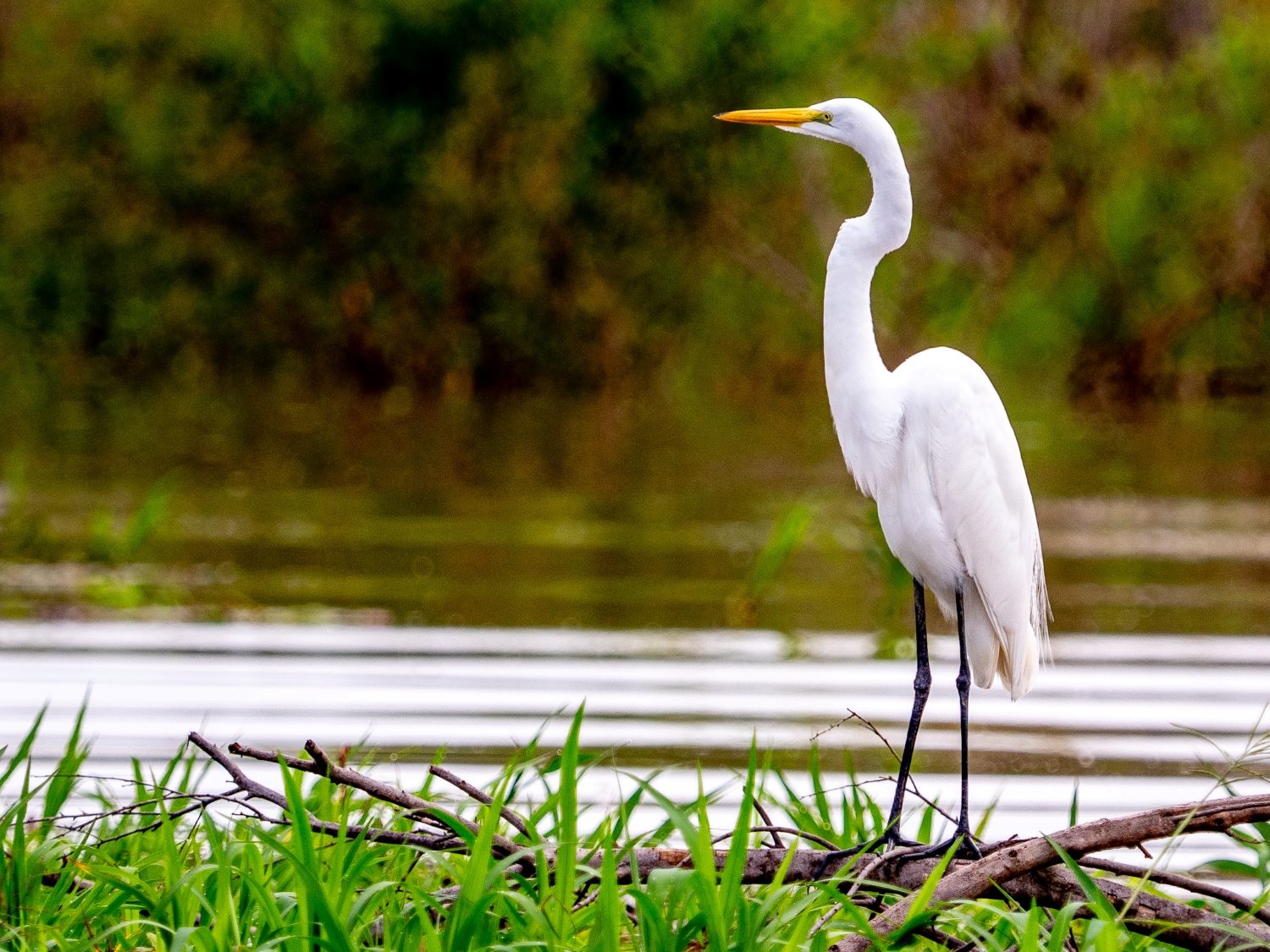 Animal, Bird, Waterfowl